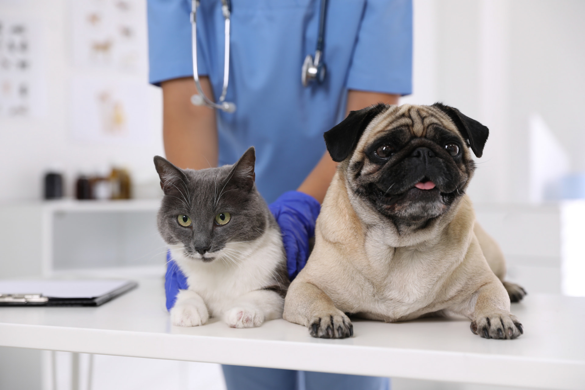 Gato y perro en la consulta del veterinario
